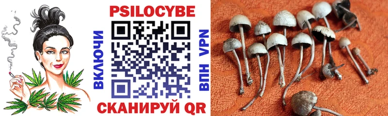 Псилоцибиновые грибы Psilocybe  Хасавюрт 